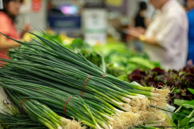 Grow Welsh Onions: A Comprehensive Guide for Beginners