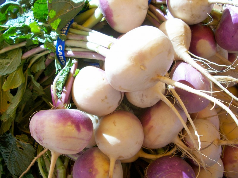 Turnip Growing Guide: A Complete Beginner s Handbook