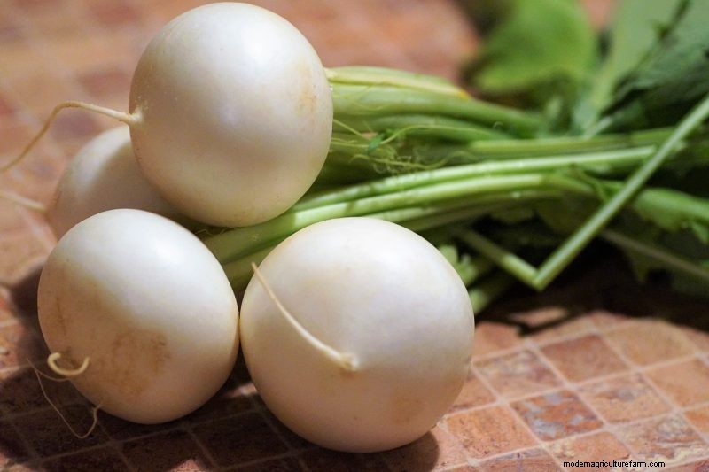 Turnip Growing Guide: A Complete Beginner s Handbook