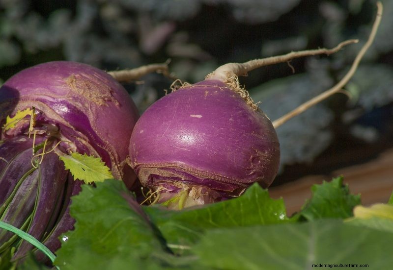Turnip Growing Guide: A Complete Beginner s Handbook