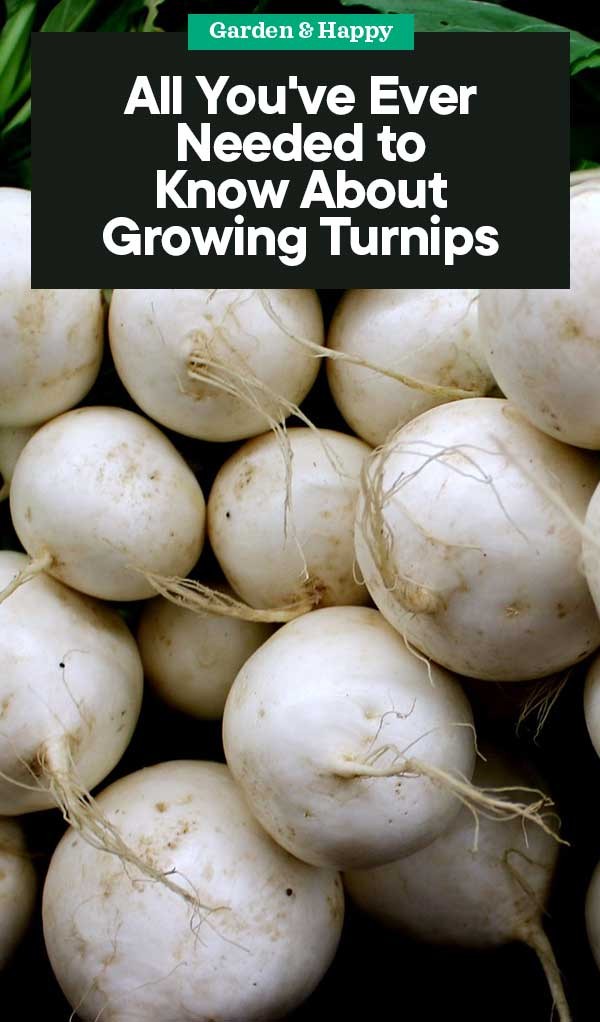 Turnip Growing Guide: A Complete Beginner s Handbook