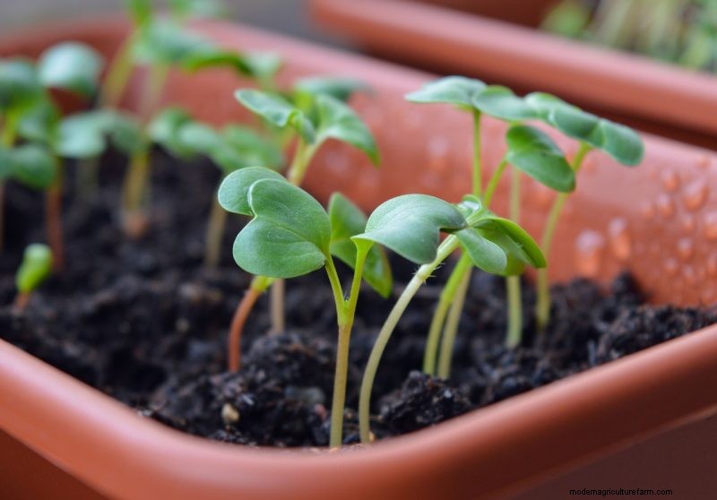 Turnip Growing Guide: A Complete Beginner s Handbook