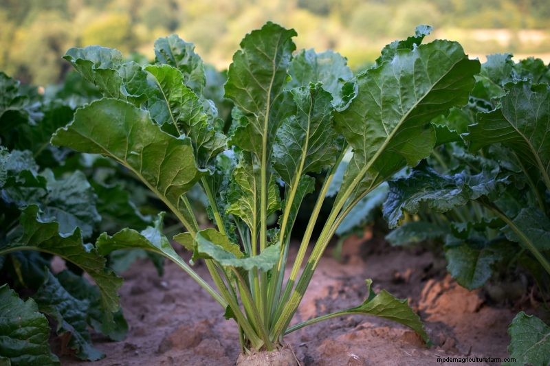 Turnip Growing Guide: A Complete Beginner s Handbook