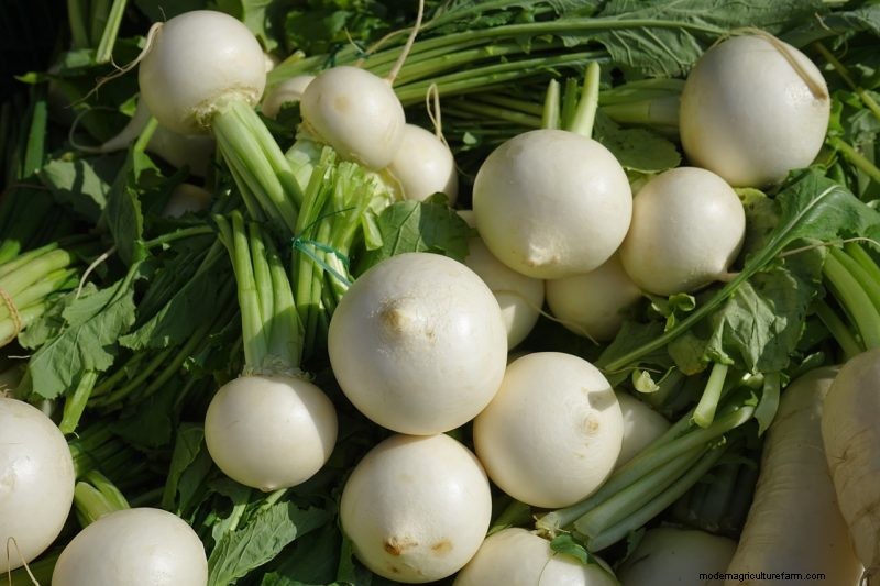 Turnip Growing Guide: A Complete Beginner s Handbook