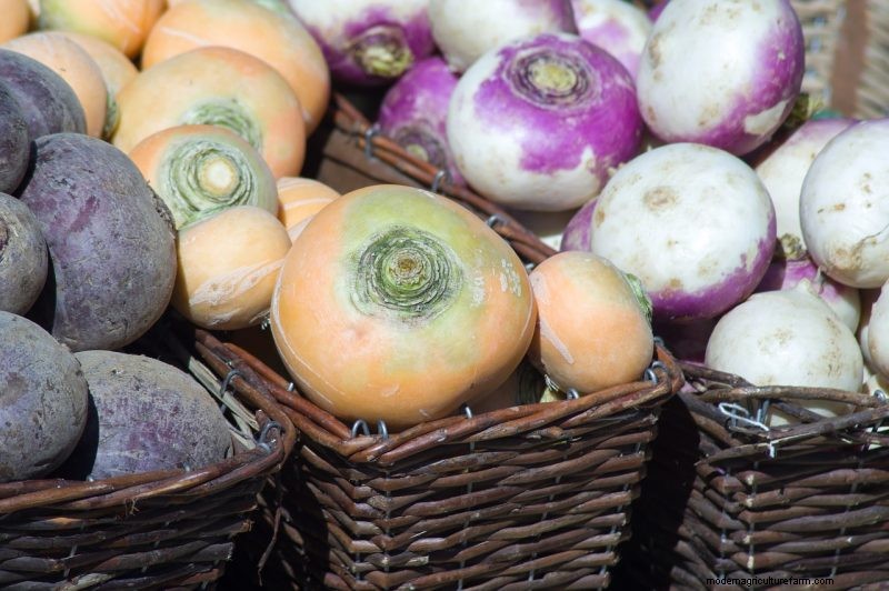 Turnip Growing Guide: A Complete Beginner s Handbook