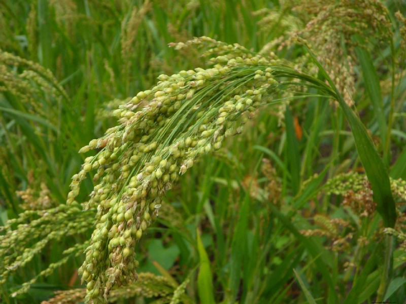 Grow Your Own: 10 Easy-to-Cultivate Grain Varieties for Home Gardens