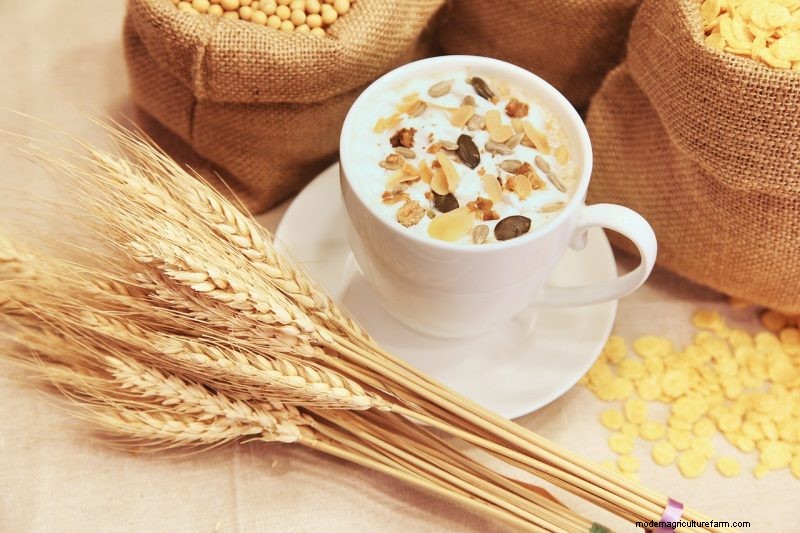 Grow Your Own: 10 Easy-to-Cultivate Grain Varieties for Home Gardens