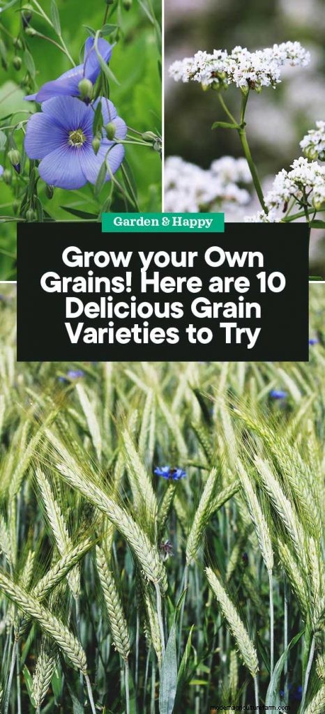 Grow Your Own: 10 Easy-to-Cultivate Grain Varieties for Home Gardens