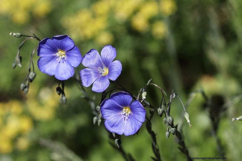 Grow Your Own: 10 Easy-to-Cultivate Grain Varieties for Home Gardens
