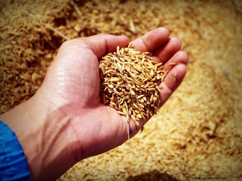 Grow Your Own: 10 Easy-to-Cultivate Grain Varieties for Home Gardens