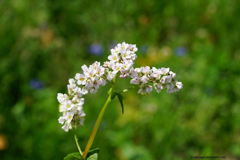 Grow Your Own: 10 Easy-to-Cultivate Grain Varieties for Home Gardens