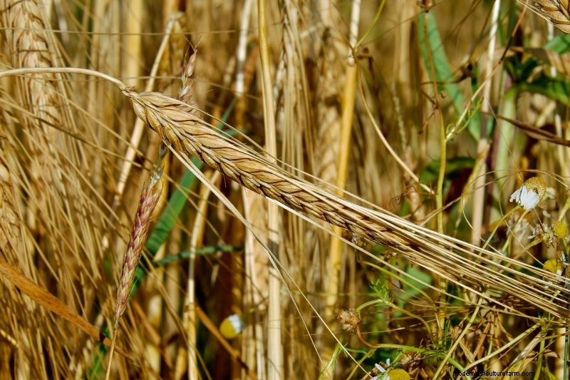 Grow Your Own: 10 Easy-to-Cultivate Grain Varieties for Home Gardens
