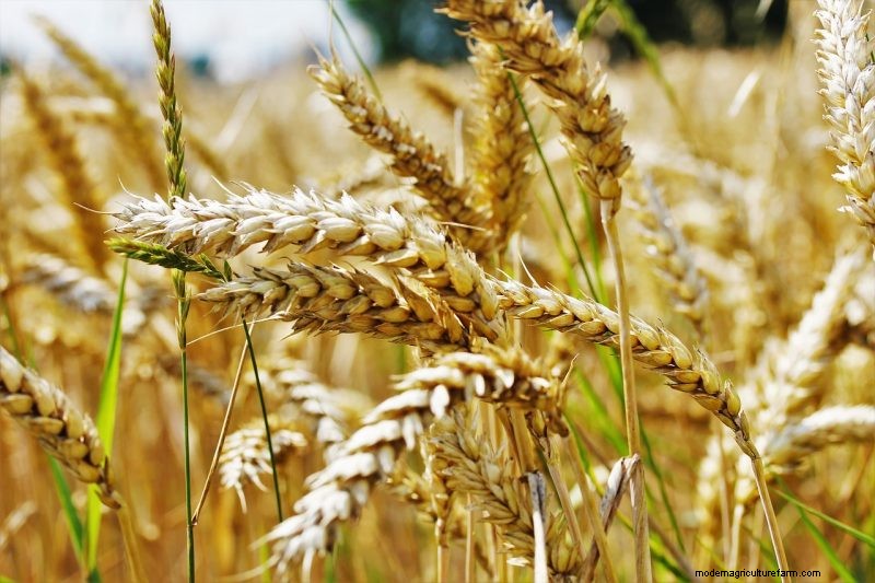 Grow Your Own: 10 Easy-to-Cultivate Grain Varieties for Home Gardens