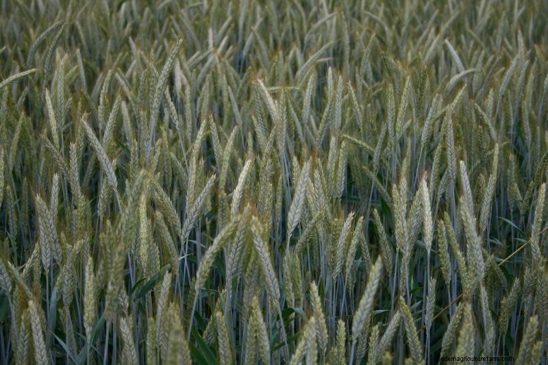 Grow Your Own: 10 Easy-to-Cultivate Grain Varieties for Home Gardens