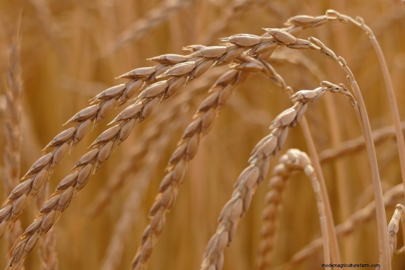 Grow Your Own: 10 Easy-to-Cultivate Grain Varieties for Home Gardens