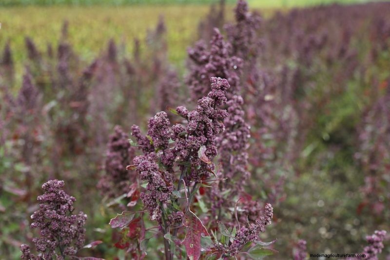 Grow Your Own: 10 Easy-to-Cultivate Grain Varieties for Home Gardens