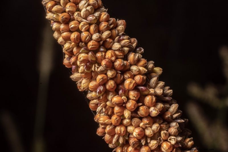 Grow Your Own: 10 Easy-to-Cultivate Grain Varieties for Home Gardens