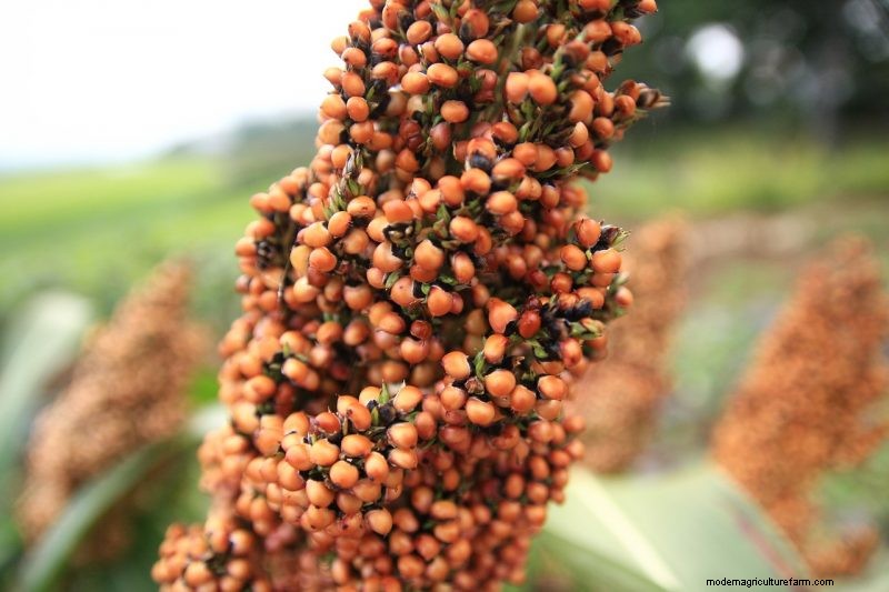 Grow Your Own: 10 Easy-to-Cultivate Grain Varieties for Home Gardens