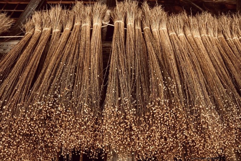 Grow Your Own: 10 Easy-to-Cultivate Grain Varieties for Home Gardens