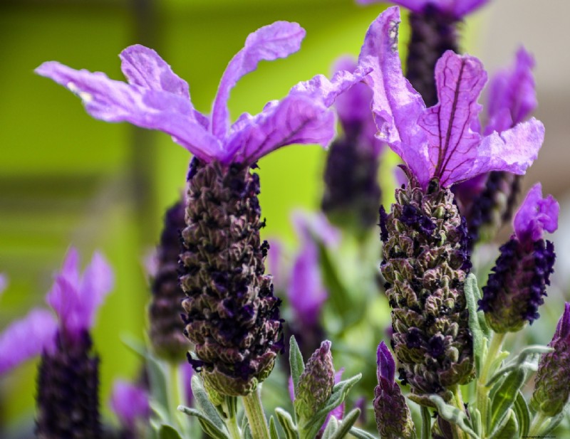 Top 5 Lavender Varieties: Cultivars for Gardens & Uses