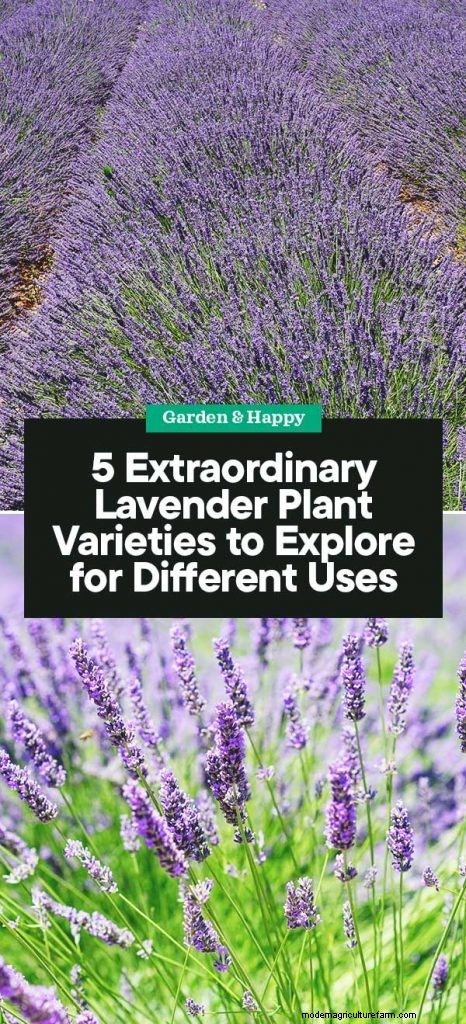 Top 5 Lavender Varieties: Cultivars for Gardens & Uses