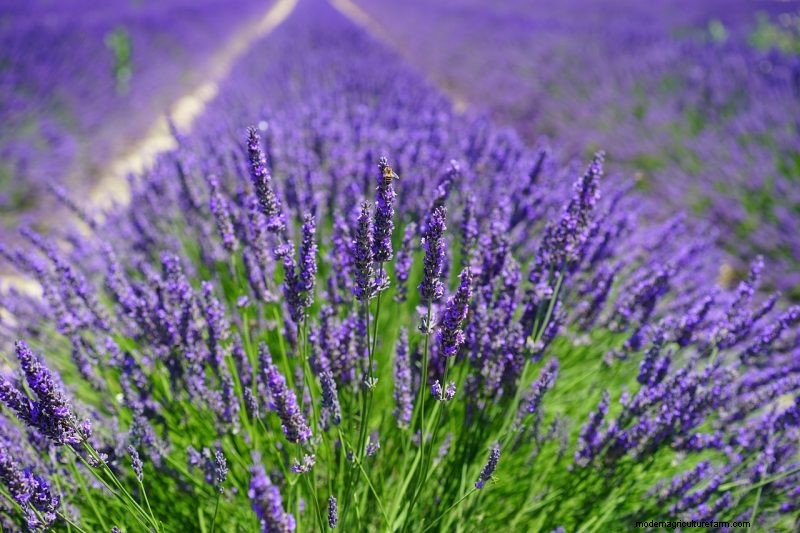 Top 5 Lavender Varieties: Cultivars for Gardens & Uses