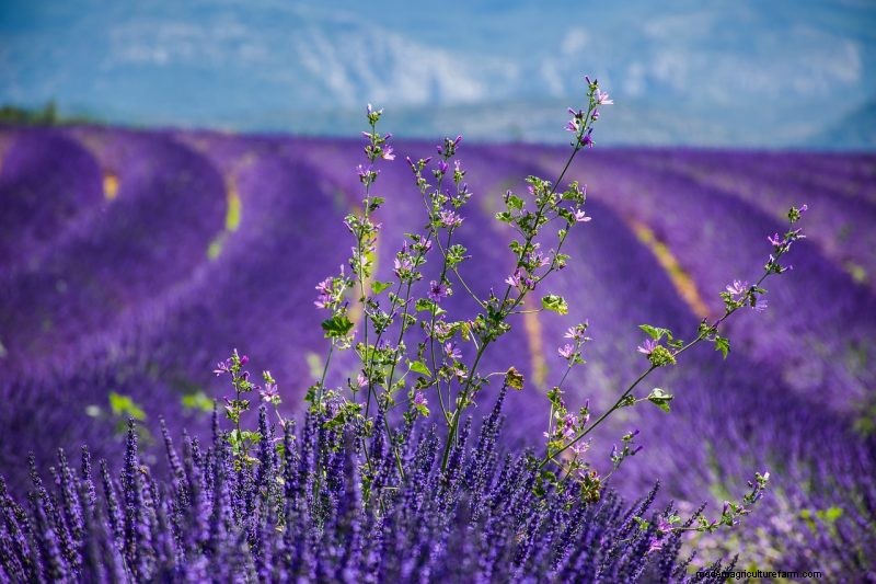 Top 5 Lavender Varieties: Cultivars for Gardens & Uses