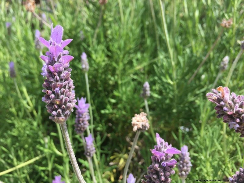 Top 5 Lavender Varieties: Cultivars for Gardens & Uses