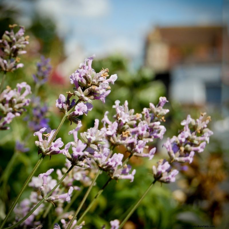 Top 5 Lavender Varieties: Cultivars for Gardens & Uses