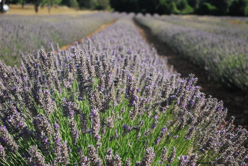 Top 5 Lavender Varieties: Cultivars for Gardens & Uses