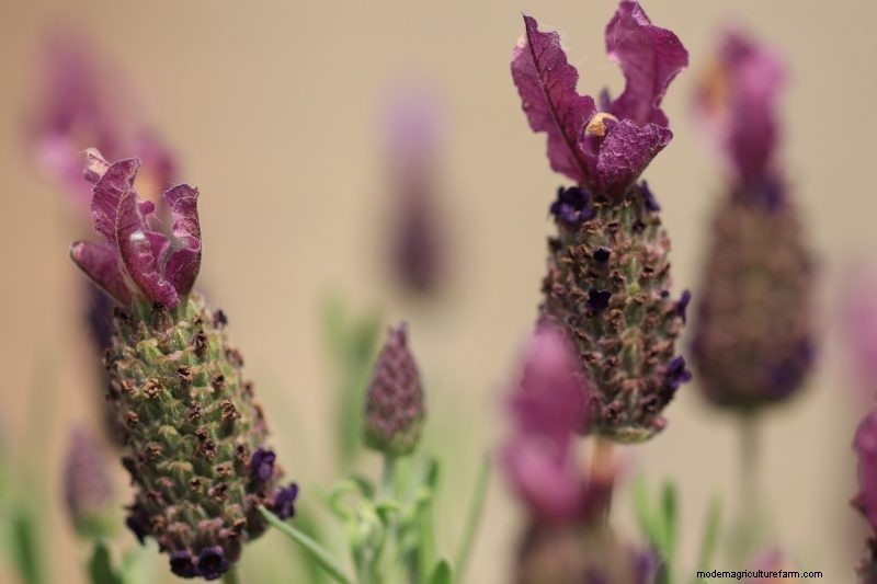 Top 5 Lavender Varieties: Cultivars for Gardens & Uses