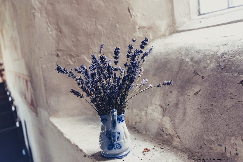 Top 5 Lavender Varieties: Cultivars for Gardens & Uses