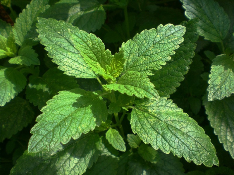 Natural Cleaning Solutions: 8 Garden Herbs for DIY Homemade Cleaners