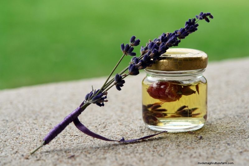 Natural Cleaning Solutions: 8 Garden Herbs for DIY Homemade Cleaners