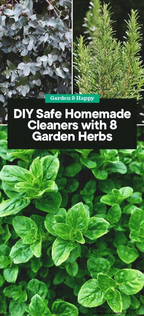 Natural Cleaning Solutions: 8 Garden Herbs for DIY Homemade Cleaners