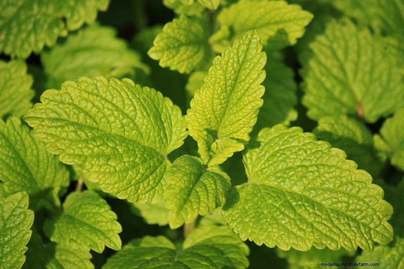 Natural Cleaning Solutions: 8 Garden Herbs for DIY Homemade Cleaners