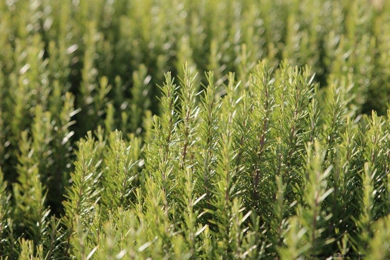 Natural Cleaning Solutions: 8 Garden Herbs for DIY Homemade Cleaners