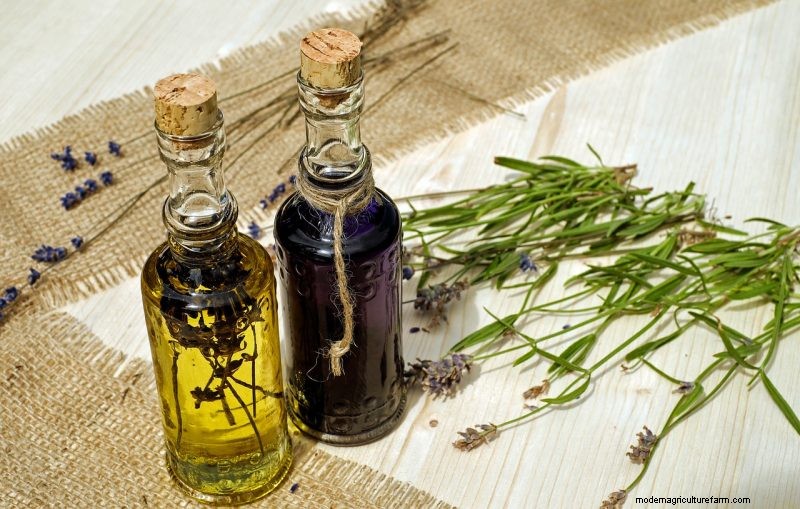 Natural Cleaning Solutions: 8 Garden Herbs for DIY Homemade Cleaners