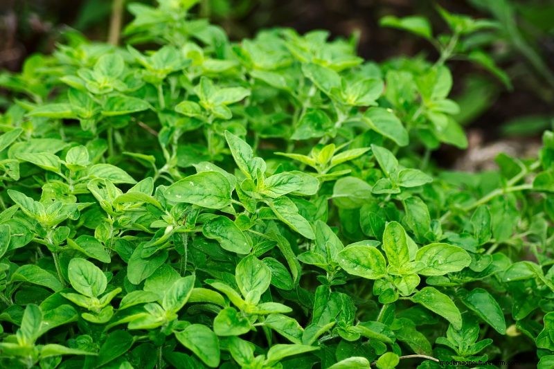 Natural Cleaning Solutions: 8 Garden Herbs for DIY Homemade Cleaners