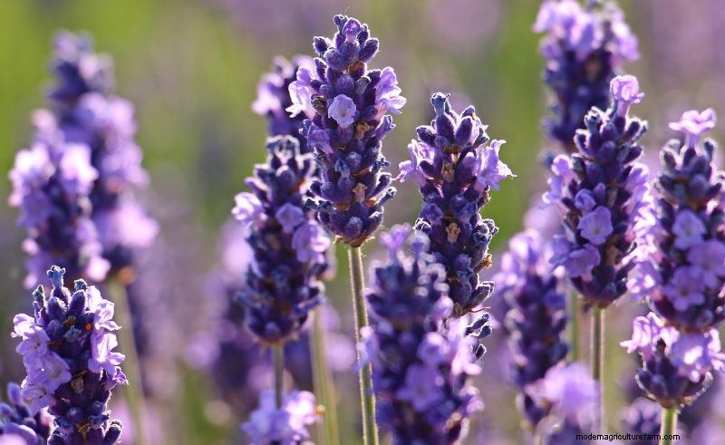Natural Cleaning Solutions: 8 Garden Herbs for DIY Homemade Cleaners
