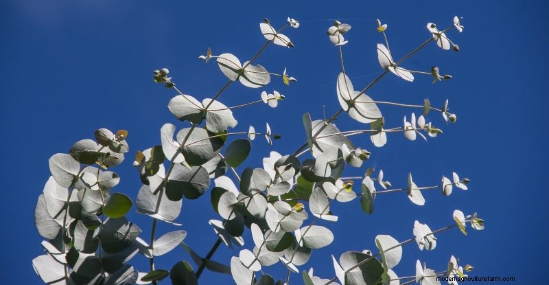 Natural Cleaning Solutions: 8 Garden Herbs for DIY Homemade Cleaners