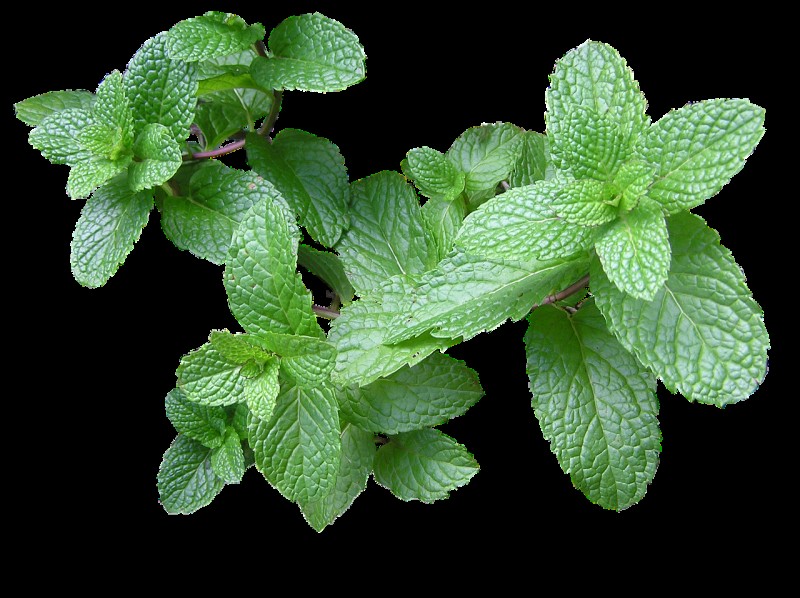 Natural Cleaning Solutions: 8 Garden Herbs for DIY Homemade Cleaners