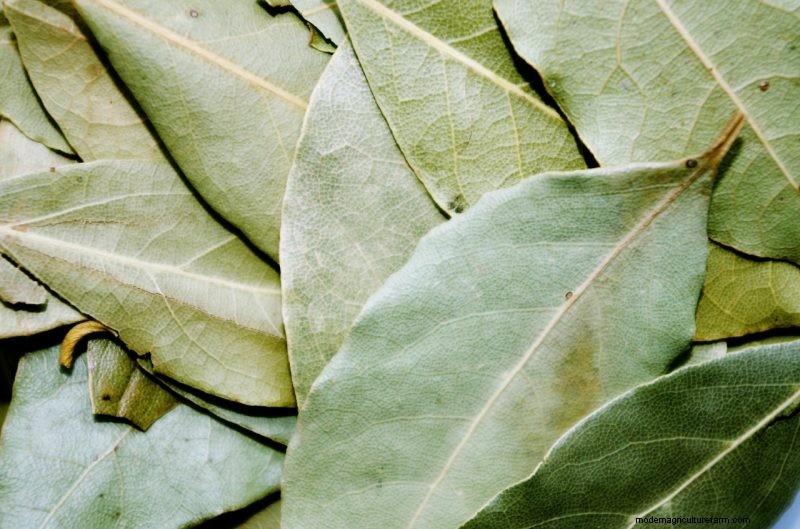 Natural Cleaning Solutions: 8 Garden Herbs for DIY Homemade Cleaners