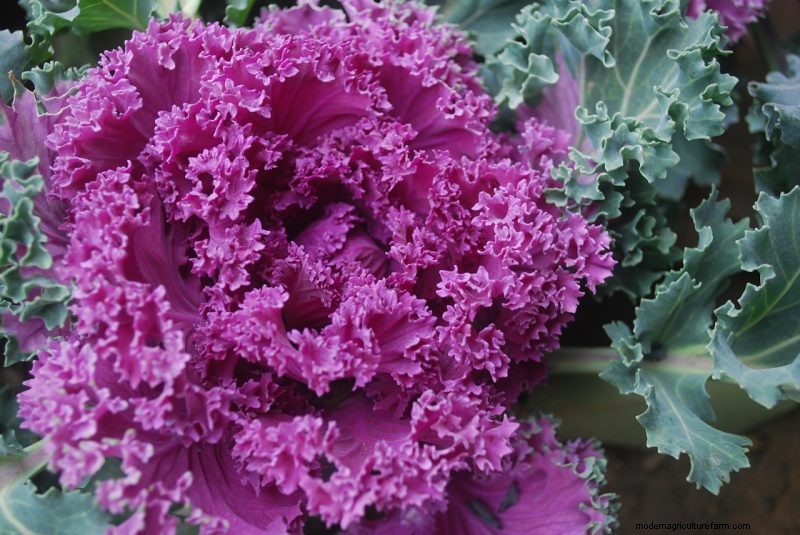 Unique DIY Bridal Bouquet: Vegetable & Herb Arrangements