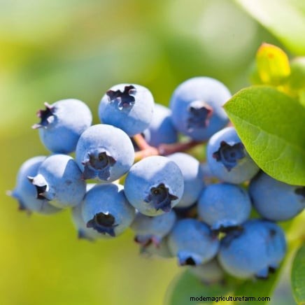 Hydroponic Fruit Gardens: 11 Plants for Year-Round Harvest