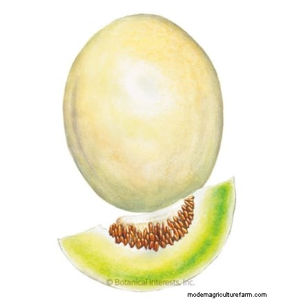 Hydroponic Fruit Gardens: 11 Plants for Year-Round Harvest