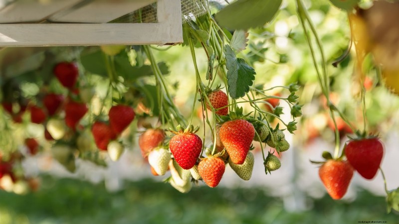 Hydroponic Fruit Gardens: 11 Plants for Year-Round Harvest