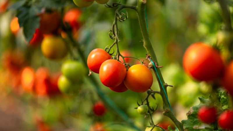 Hydroponic Fruit Gardens: 11 Plants for Year-Round Harvest