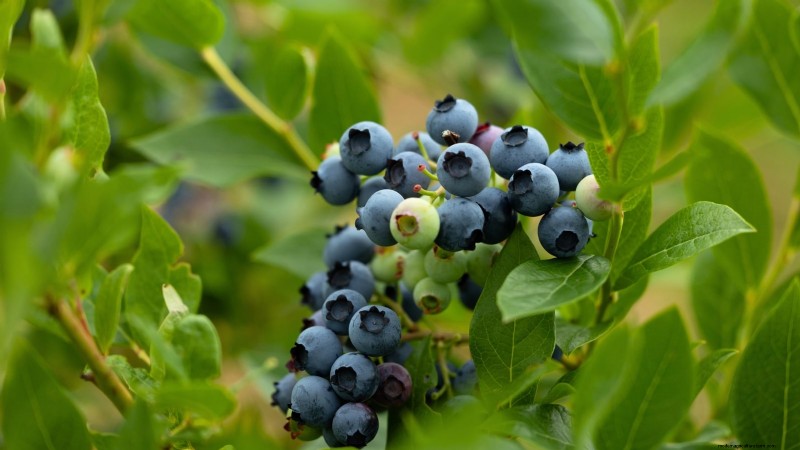 Hydroponic Fruit Gardens: 11 Plants for Year-Round Harvest