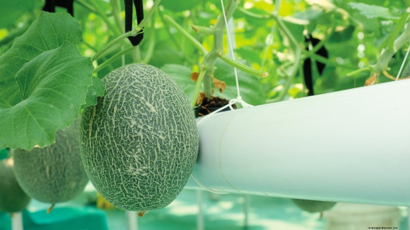 Hydroponic Fruit Gardens: 11 Plants for Year-Round Harvest